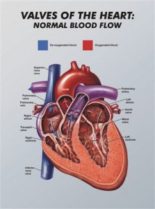 Aorta ruptures in auto accidents