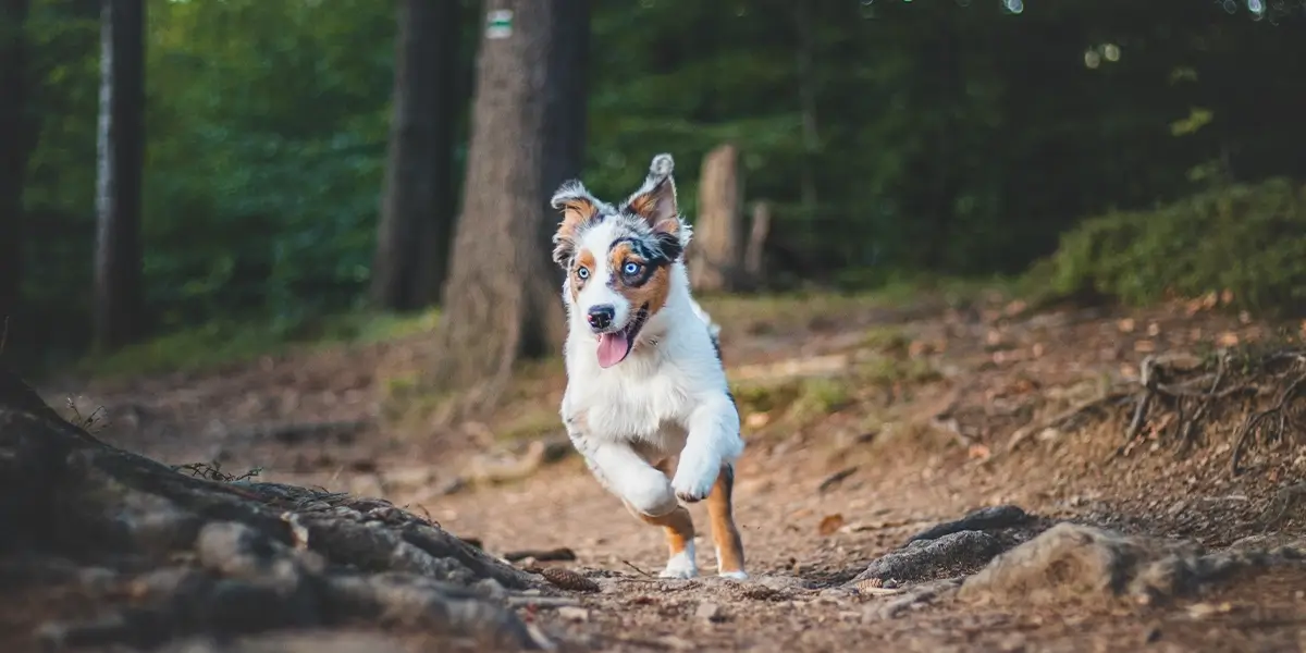 Dog Bite